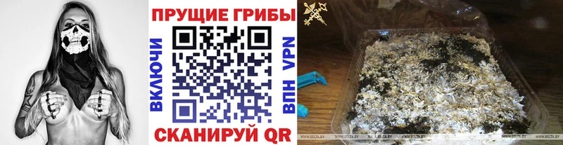 blacksprut зеркало  Гудермес  Галлюциногенные грибы Magic Shrooms 